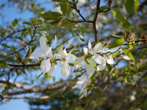 花木|花木とは？図鑑情報やガーデニングにおすすめの種類まとめ